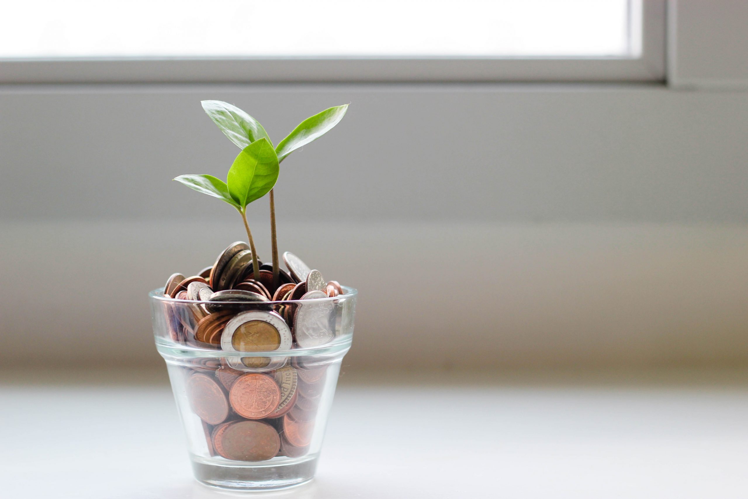 A plant growing out of a coin jar